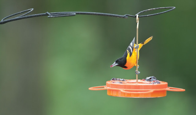  More Birds Oriole Feeder, Three Feeding Ports, Orange,  34-Ounce Capacity : Hummingbird Feeders : Patio, Lawn & Garden